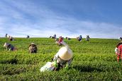 muito-trabalho-de-campo