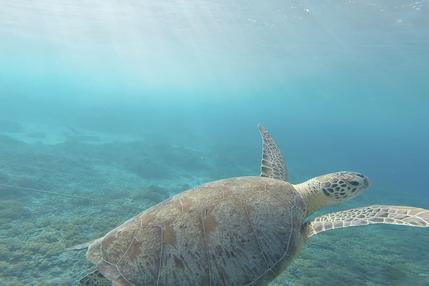 explorando-animais-aquaticos