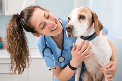 guia-do-nube-tudo-sobre-o-estagio-em-medicina-veterinaria